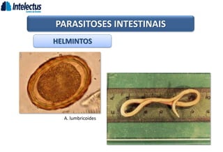 HELMINTOS
PARASITOSES INTESTINAIS
A. lumbricoides
 