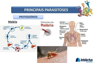 Malária
PROTOZOÁRIOS
PRINCIPAIS PARASITOSES
 