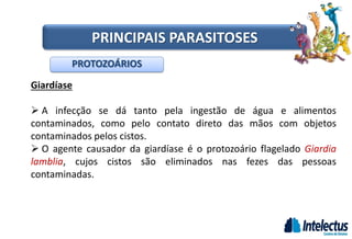 Giardíase
 A infecção se dá tanto pela ingestão de água e alimentos
contaminados, como pelo contato direto das mãos com objetos
contaminados pelos cistos.
 O agente causador da giardíase é o protozoário flagelado Giardia
lamblia, cujos cistos são eliminados nas fezes das pessoas
contaminadas.
PROTOZOÁRIOS
PRINCIPAIS PARASITOSES
 