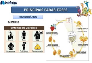 Giardíase
PROTOZOÁRIOS
PRINCIPAIS PARASITOSES
 