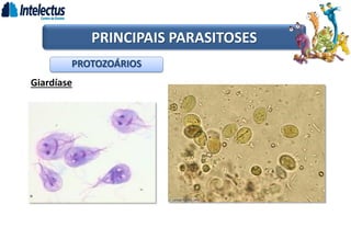 Giardíase
PROTOZOÁRIOS
PRINCIPAIS PARASITOSES
 