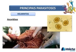 Ascaridíase
HELMINTOS
PRINCIPAIS PARASITOSES
 