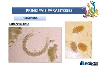 Estrongiloidíase
HELMINTOS
PRINCIPAIS PARASITOSES
 
