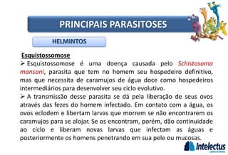 Esquistossomose
 Esquistossomose é uma doença causada pelo Schistosoma
mansoni, parasita que tem no homem seu hospedeiro definitivo,
mas que necessita de caramujos de água doce como hospedeiros
intermediários para desenvolver seu ciclo evolutivo.
 A transmissão desse parasita se dá pela liberação de seus ovos
através das fezes do homem infectado. Em contato com a água, os
ovos eclodem e libertam larvas que morrem se não encontrarem os
caramujos para se alojar. Se os encontram, porém, dão continuidade
ao ciclo e liberam novas larvas que infectam as águas e
posteriormente os homens penetrando em sua pele ou mucosas.
HELMINTOS
PRINCIPAIS PARASITOSES
 