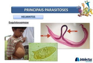 Esquistossomose
HELMINTOS
PRINCIPAIS PARASITOSES
 
