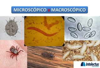 MICROSCÓPICO x MACROSCÓPICO
 