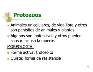 39
Protozoos
n Animales unicelulares, de vida libre y otros
son parásitos de animales y plantas
n Algunos son inofensivos y otros pueden
causar incluso la muerte.
MORFOLOGÍA:
n Forma activa: trofozoito
n Quiste: forma de resistencia
 