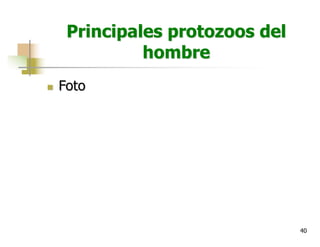 40
Principales protozoos del
hombre
n Foto
 