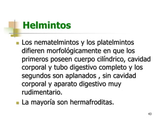 43
Helmintos
n Los nematelmintos y los platelmintos
difieren morfológicamente en que los
primeros poseen cuerpo cilíndrico, cavidad
corporal y tubo digestivo completo y los
segundos son aplanados , sin cavidad
corporal y aparato digestivo muy
rudimentario.
n La mayoría son hermafroditas.
 