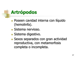 47
Artrópodos
n Poseen cavidad interna con líquido
(hemolinfa).
n Sistema nervioso.
n Sistema digestivo.
n Sexos separados con gran actividad
reproductiva, con metamorfosis
completa o incompleta.
 
