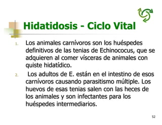 52
Hidatidosis - Ciclo Vital
1. Los animales carnívoros son los huéspedes
definitivos de las tenias de Echinococus, que se
adquieren al comer vísceras de animales con
quiste hidatídico.
2. Los adultos de E. están en el intestino de esos
carnívoros causando parasitismo múltiple. Los
huevos de esas tenias salen con las heces de
los animales y son infectantes para los
huéspedes intermediarios.
 