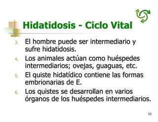 53
Hidatidosis - Ciclo Vital
3. El hombre puede ser intermediario y
sufre hidatidosis.
4. Los animales actúan como huéspedes
intermediarios; ovejas, guaguas, etc.
5. El quiste hidatídico contiene las formas
embrionarias de E.
6. Los quistes se desarrollan en varios
órganos de los huéspedes intermediarios.
 