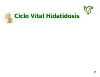54
Ciclo Vital Hidatidosis
 