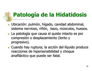 55
Patología de la Hidatidosis
n Ubicación: pulmón, hígado, cavidad abdominal,
sistema nervioso, riñón, bazo, músculos, huesos.
n La patología que causa el quiste intacto es por
compresión o desplazamiento (lento y
progresivo).
n Cuando hay ruptura; la acción del líquido produce
reacciones de hipersensibilidad y choque
anafiláctico que puede ser fatal.
 