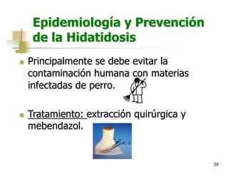 59
Epidemiología y Prevención
de la Hidatidosis
n Principalmente se debe evitar la
contaminación humana con materias
infectadas de perro.
n Tratamiento: extracción quirúrgica y
mebendazol.
 