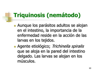 60
Triquinosis (nemátodo)
n Aunque los parásitos adultos se alojan
en el intestino, la importancia de la
enfermedad reside en la acción de las
larvas en los tejidos.
n Agente etiológico; Trichinella spiralis
que se aloja en la pared del intestino
delgado. Las larvas se alojan en los
músculos.
 