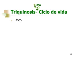 63
Triquinosis- Ciclo de vida
3. foto
 