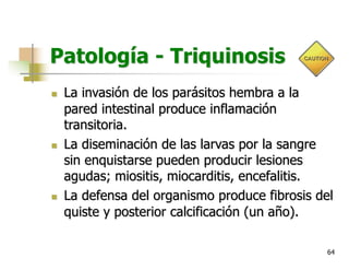 64
Patología - Triquinosis
n La invasión de los parásitos hembra a la
pared intestinal produce inflamación
transitoria.
n La diseminación de las larvas por la sangre
sin enquistarse pueden producir lesiones
agudas; miositis, miocarditis, encefalitis.
n La defensa del organismo produce fibrosis del
quiste y posterior calcificación (un año).
 