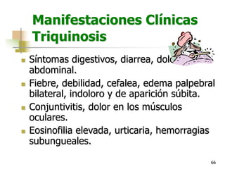 66
Manifestaciones Clínicas
Triquinosis
n Síntomas digestivos, diarrea, dolor
abdominal.
n Fiebre, debilidad, cefalea, edema palpebral
bilateral, indoloro y de aparición súbita.
n Conjuntivitis, dolor en los músculos
oculares.
n Eosinofilia elevada, urticaria, hemorragias
subungueales.
 