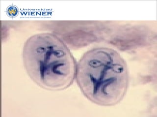 Parasitologia basica