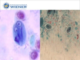 Parasitologia basica