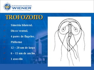 Parasitologia basica