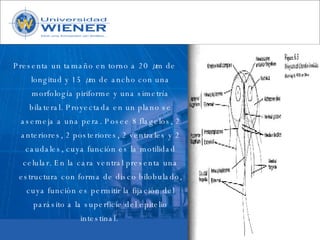 Parasitologia basica