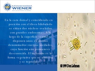 Parasitologia basica