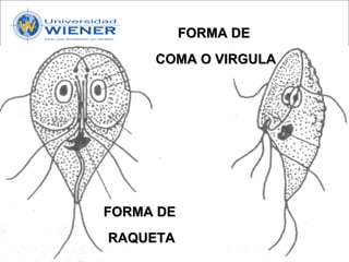 Parasitologia basica