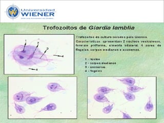 Parasitologia basica