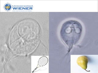 Parasitologia basica