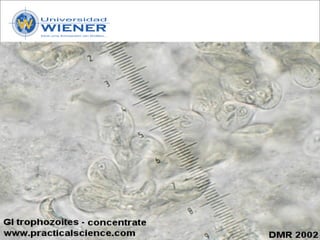 Parasitologia basica