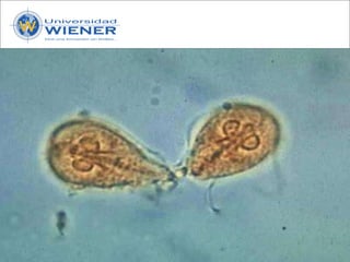 Parasitologia basica