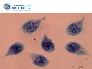 Parasitologia basica