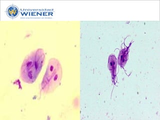 Parasitologia basica