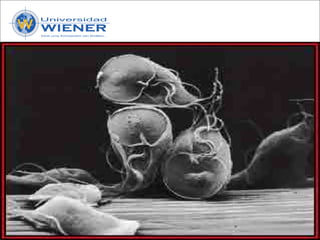 Parasitologia basica