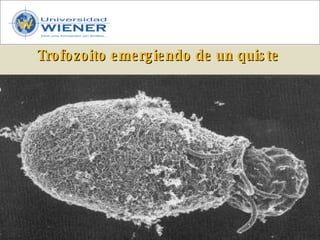 Parasitologia basica