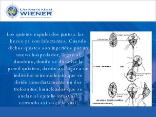Parasitologia basica