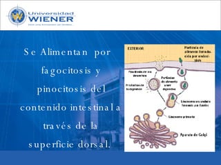 Parasitologia basica
