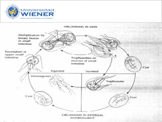 Parasitologia basica