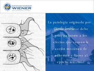 Parasitologia basica