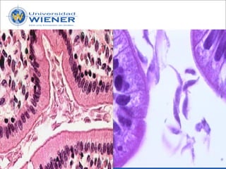 Parasitologia basica