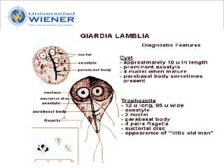 Parasitologia basica