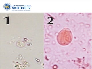 Parasitologia basica