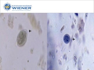 Parasitologia basica