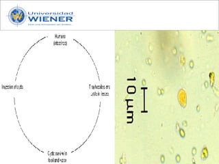 Parasitologia basica
