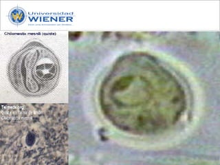 Parasitologia basica