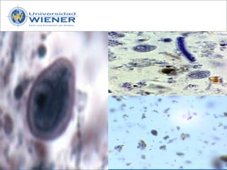 Parasitologia basica