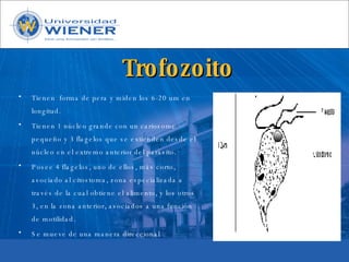 Parasitologia basica