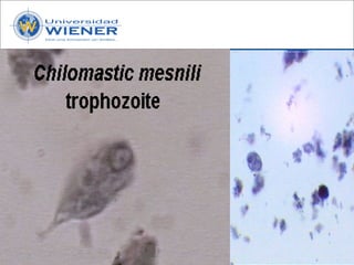 Parasitologia basica